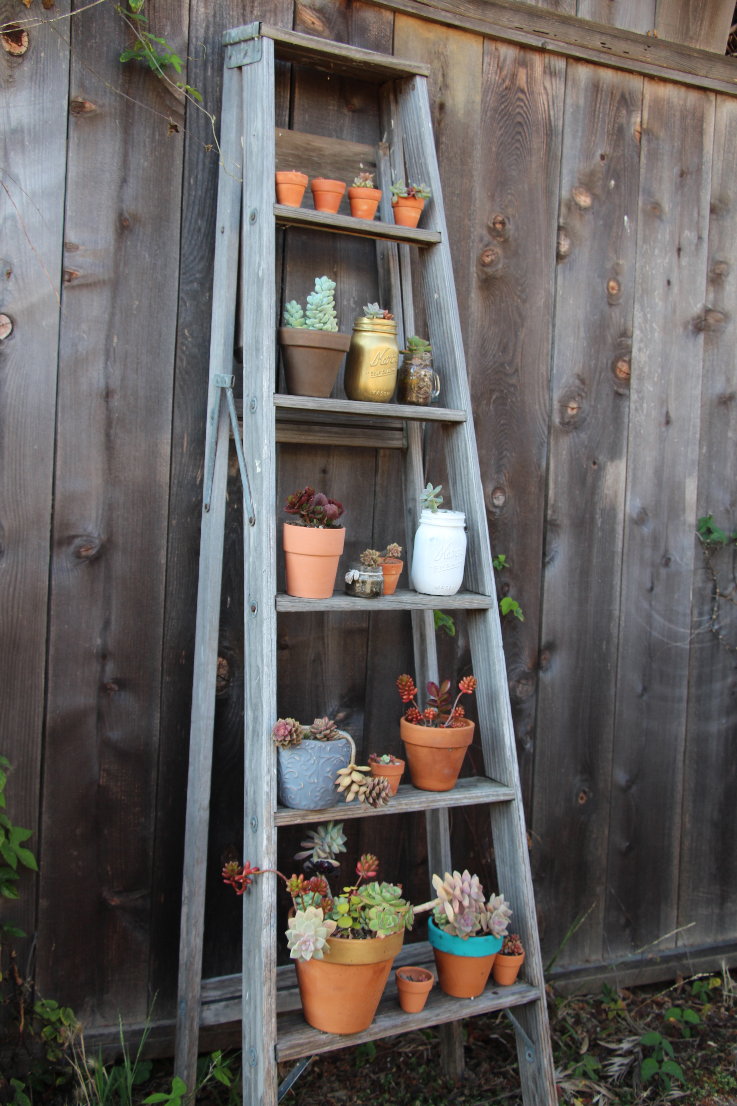 succulent-ladder-seaside-succulents-a-garden-tour-needlesandleaves_net.jpg